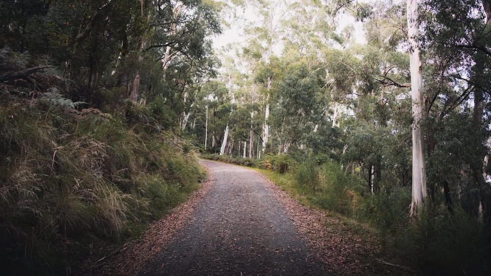 A Dirt Road Going Through A Forest With Trees On Both Sides — ASAP Pest Control in Scenic Rim, QLD