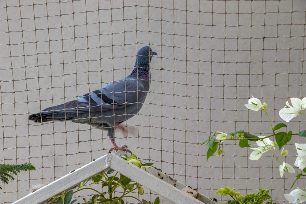 A Pigeon Is Standing On A Ledge In A Cage A Flock Of Pigeons Standing On Top Of A Cage — ASAP Pest Control in Gold Coast, QLD