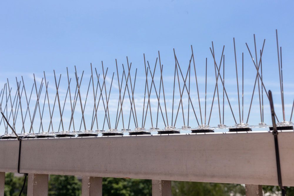A Row Of Stainless Steel Spikes On A Fence Against A Blue Sky — ASAP Pest Control in Logan, QLD
