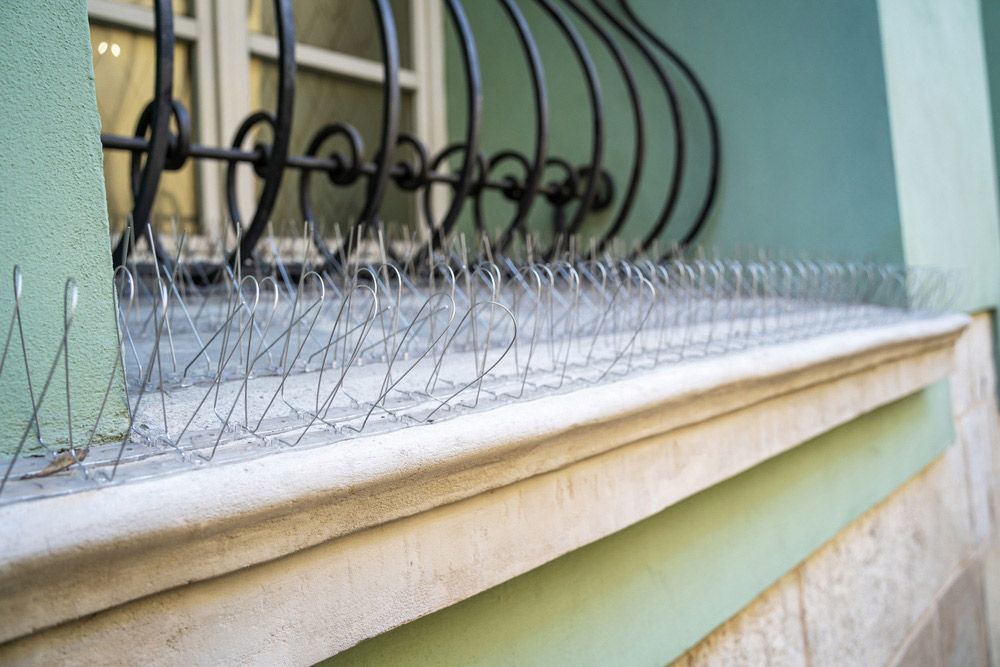 A Close Up Of A Window With Spikes On It — ASAP Pest Control in Tamborine, QLD