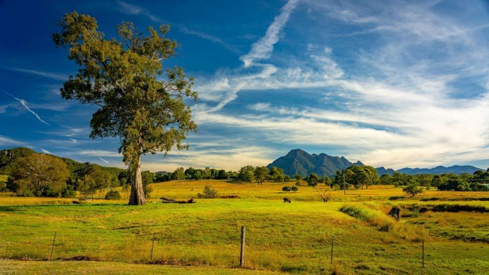 A Tree In The Middle Of A Grassy Field With Mountains — ASAP Pest Control in Scenic Rim, QLD