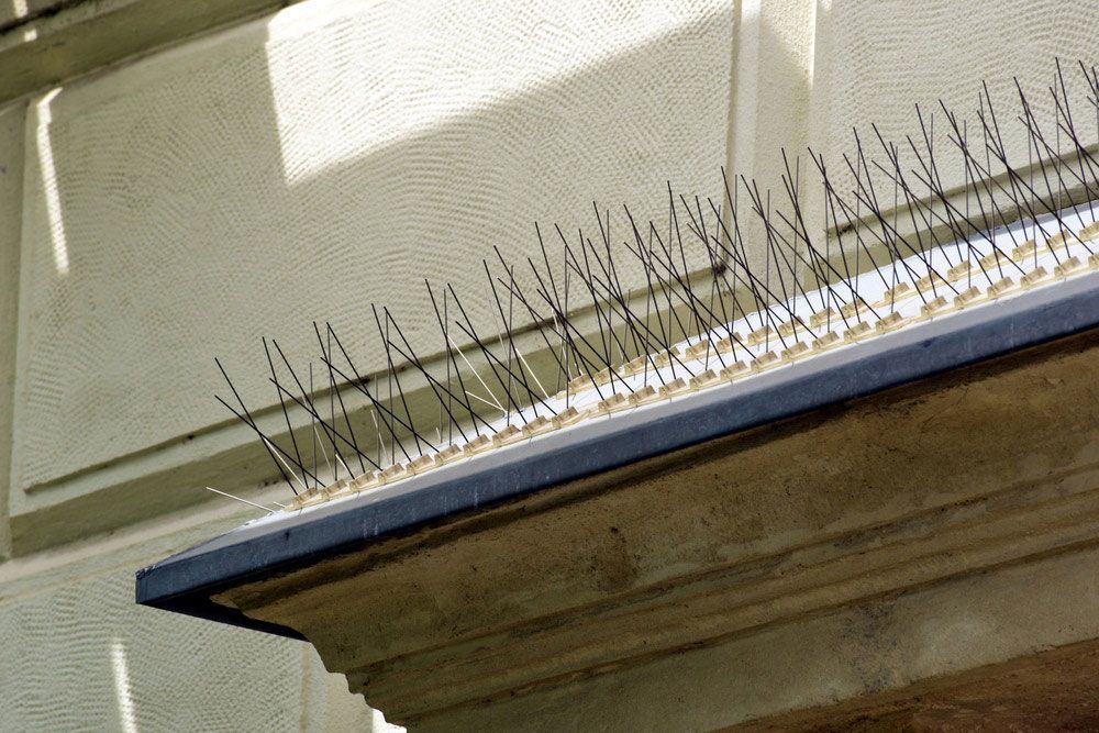A Row Of Spikes On The Side Of A Building — ASAP Pest Control in Scenic Rim, QLD
