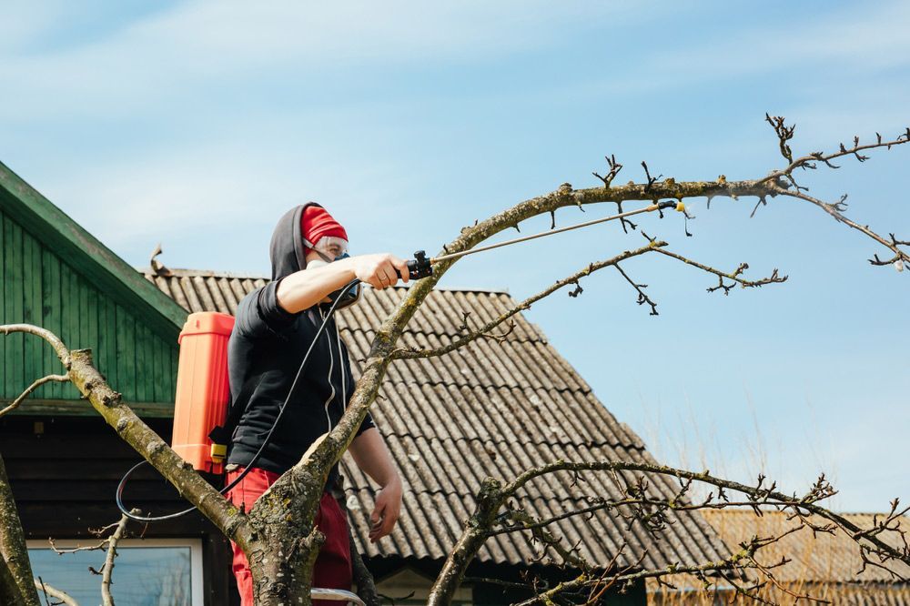 A Man Is Standing On A Tree Branch Spraying A Tree With A Sprayer — ASAP Pest Control in Moorooka, QLD