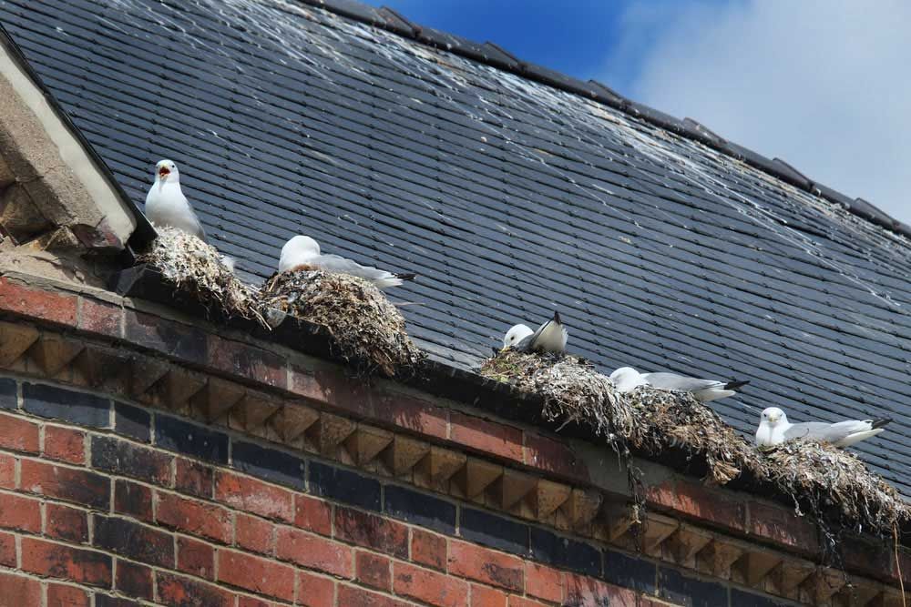 Several Seagulls Are Nesting On The Roof Of A Brick Building — ASAP Pest Control in Elanora, QLD