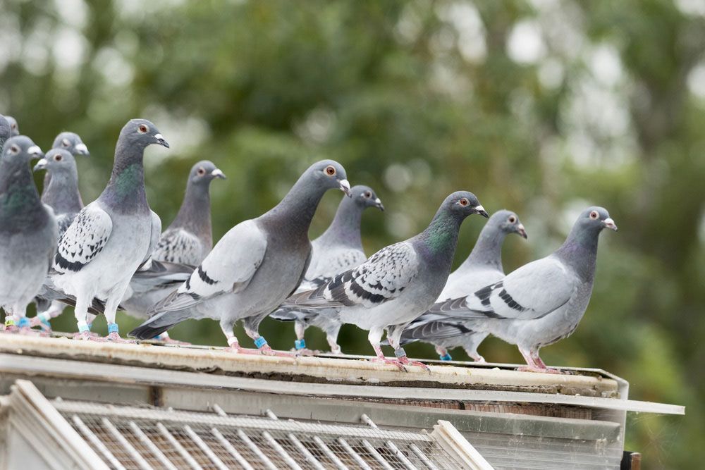 A Flock Of Pigeons Standing On Top Of A Cage — ASAP Pest Control in Canungra, QLD