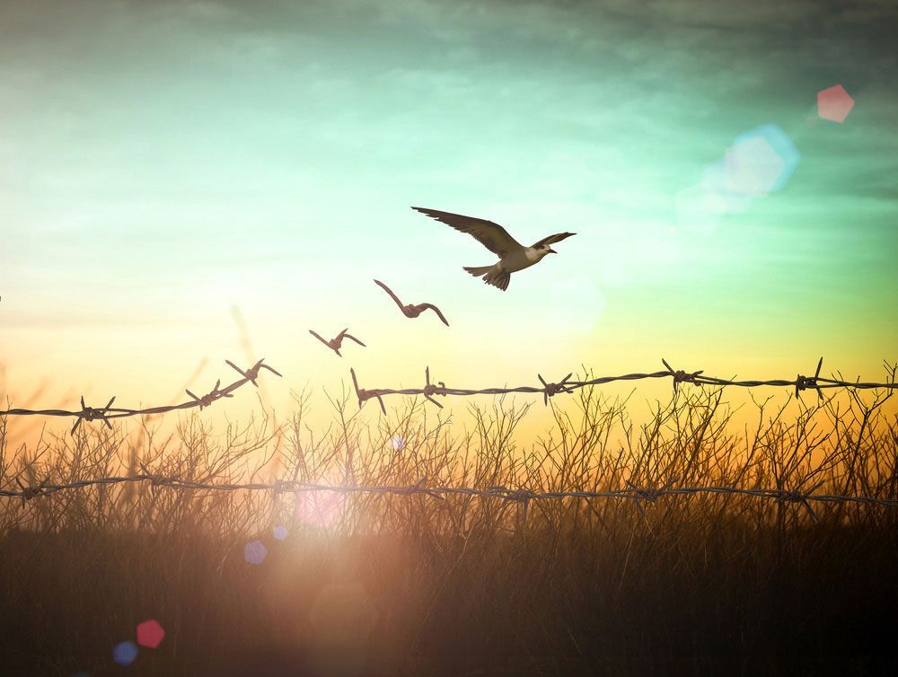 A Flock Of Birds Flying Over A Barbed Wire Fence — ASAP Pest Control in Ipswich, QLD