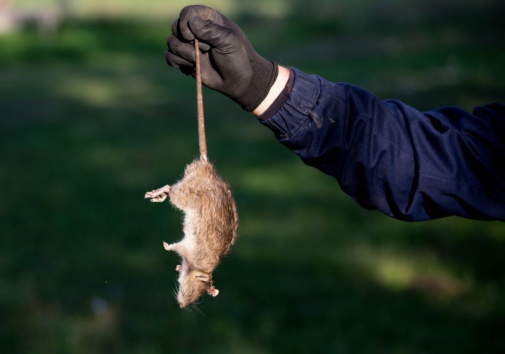 Farmer With Protective Gloves Holding Dead Rat For Tail On Farm — ASAP Pest Control in Sinnamon Park, QLD