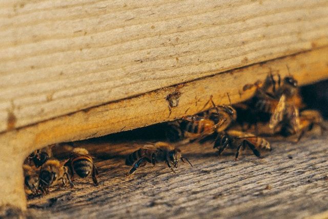 A Close Up Of A Beehive With Bees Coming Out Of It — ASAP Pest Control in Wakerley, QLD