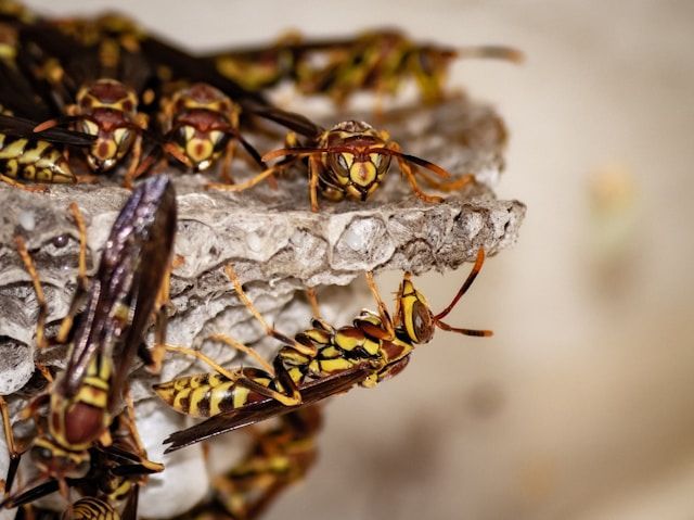 A Group Of Wasps Are Sitting On Top Of A Nest — ASAP Pest Control in Inala, QLD