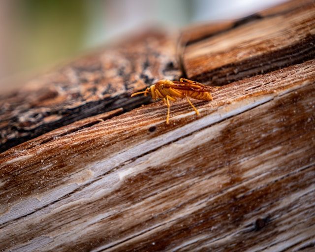 A Small Bug Is Sitting On A Piece Of Wood — ASAP Pest Control in Inala, QLD