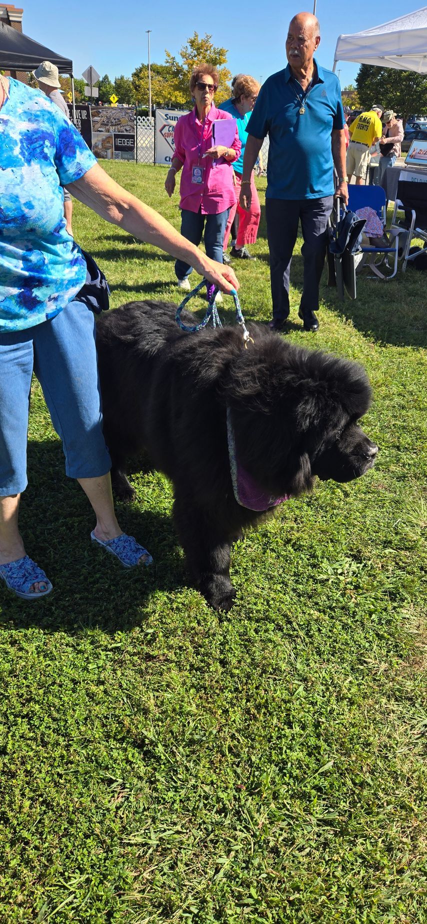 A woman is walking a large black dog on a leash.