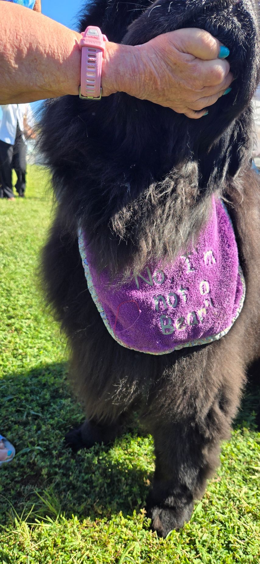 A person is petting a black dog wearing a purple scarf.