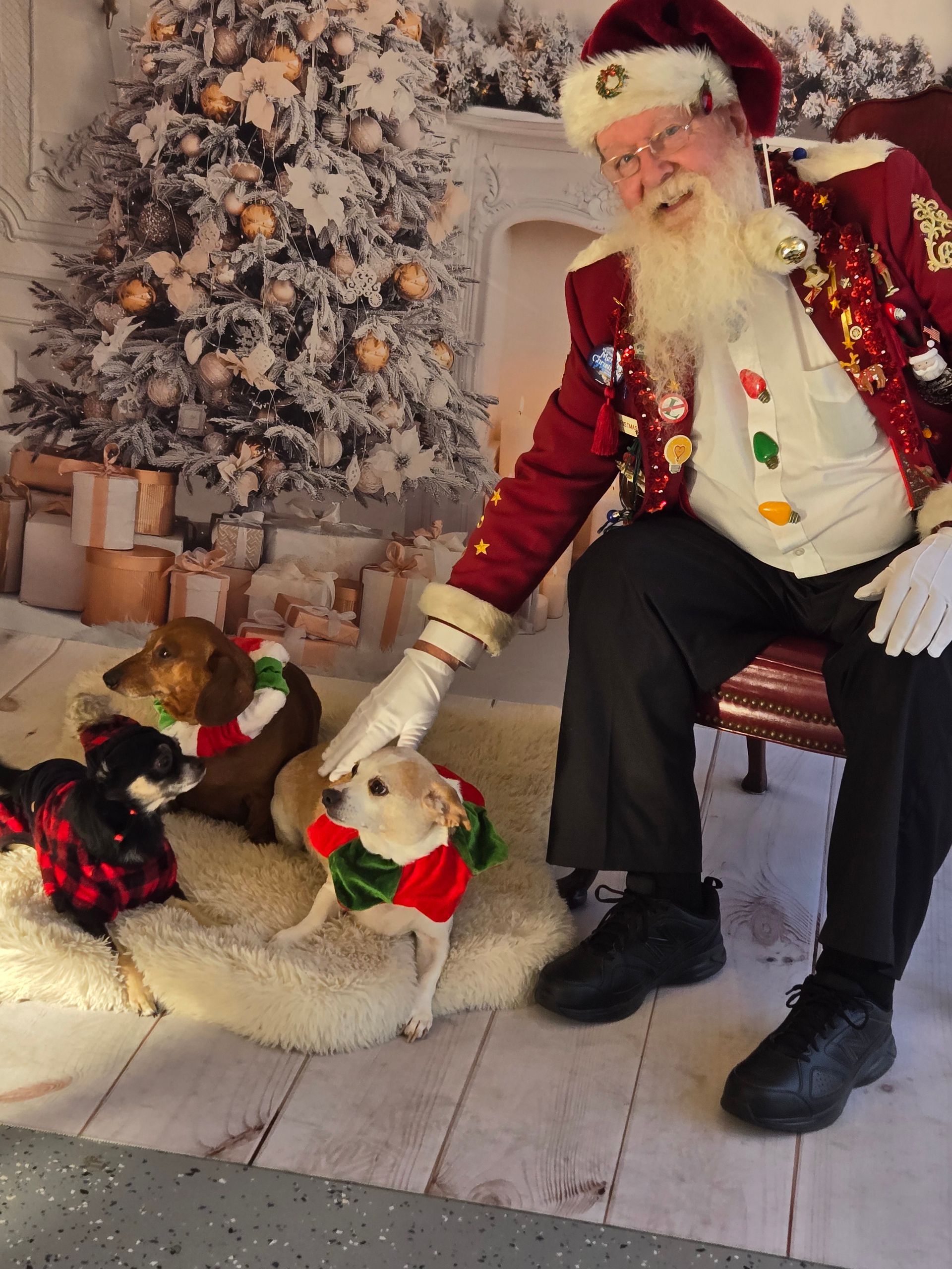 A man dressed as santa claus is sitting in a chair with two dogs.