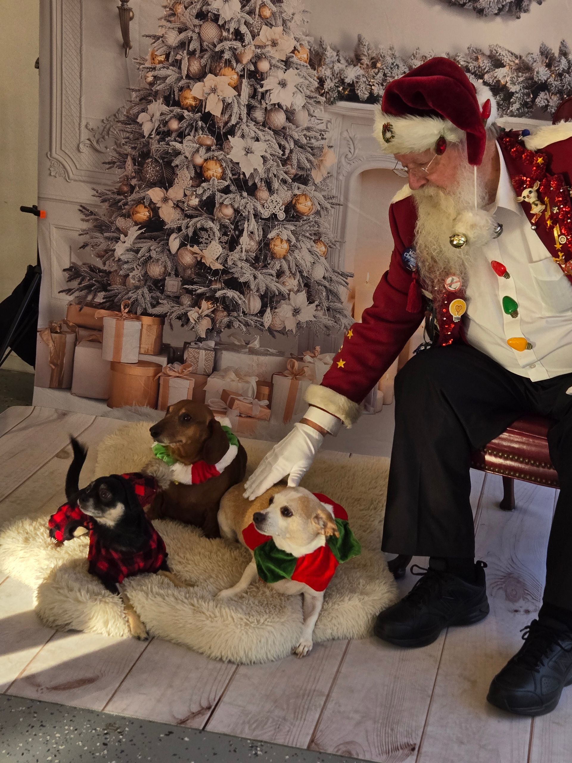 A man dressed as santa claus is petting two small dogs