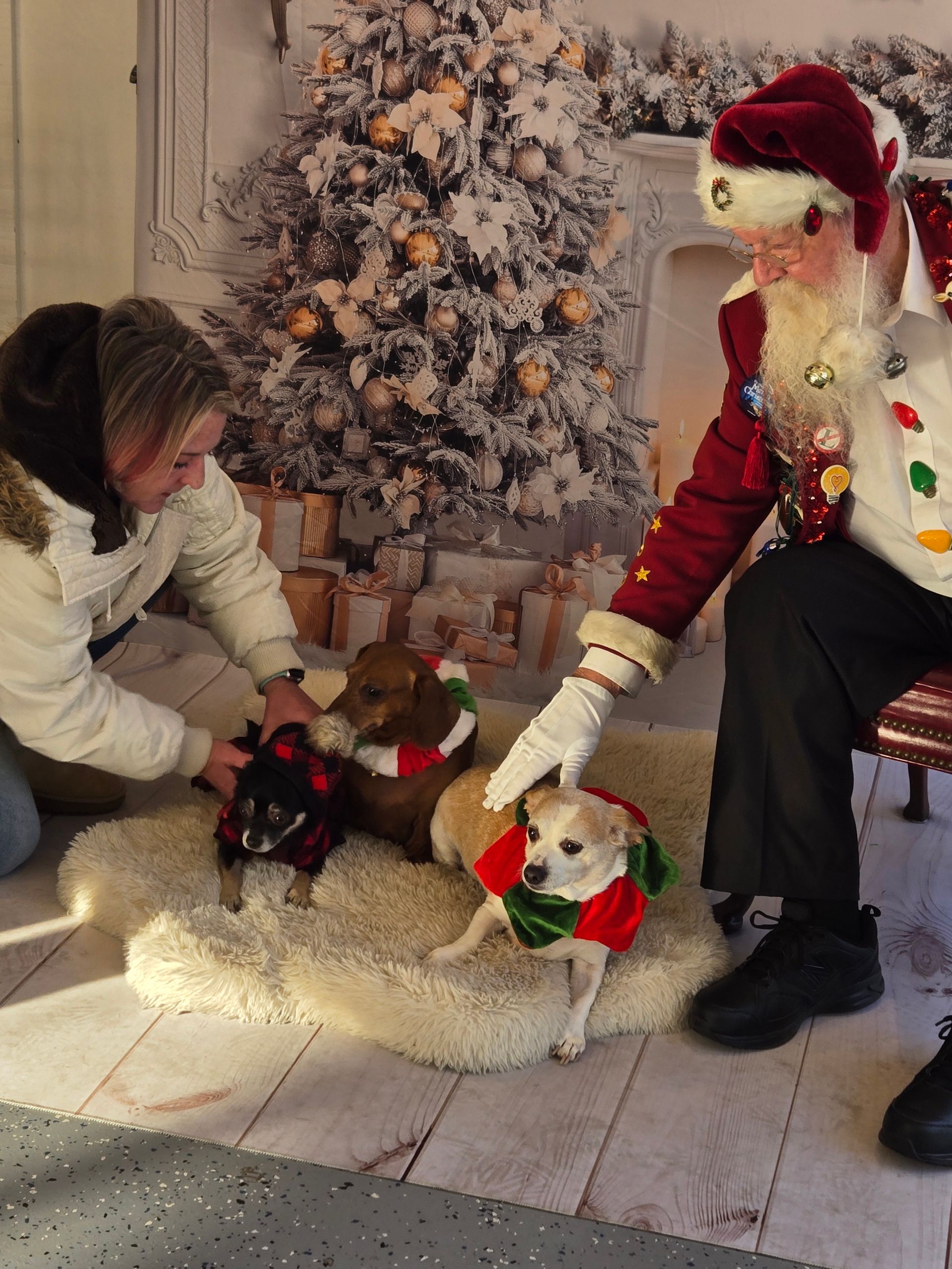 A man dressed as santa claus is petting two dogs