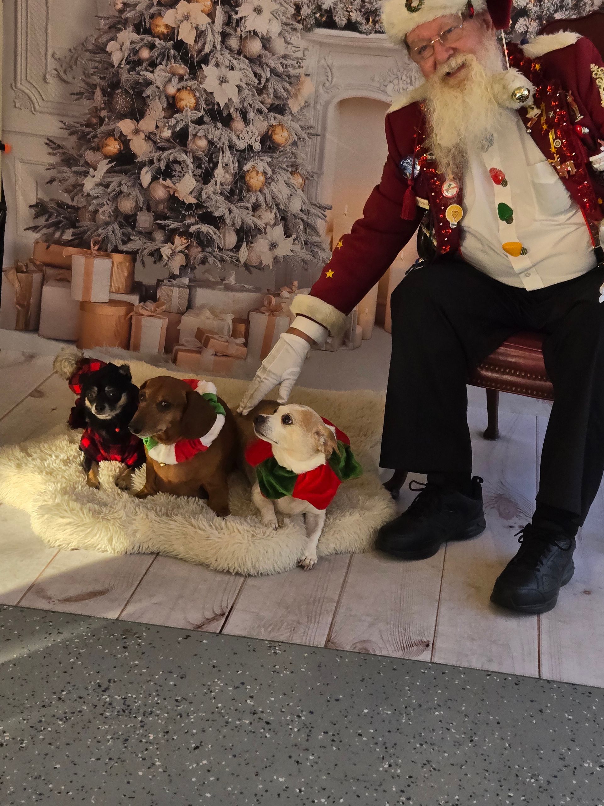 A man dressed as santa claus is sitting next to three dogs
