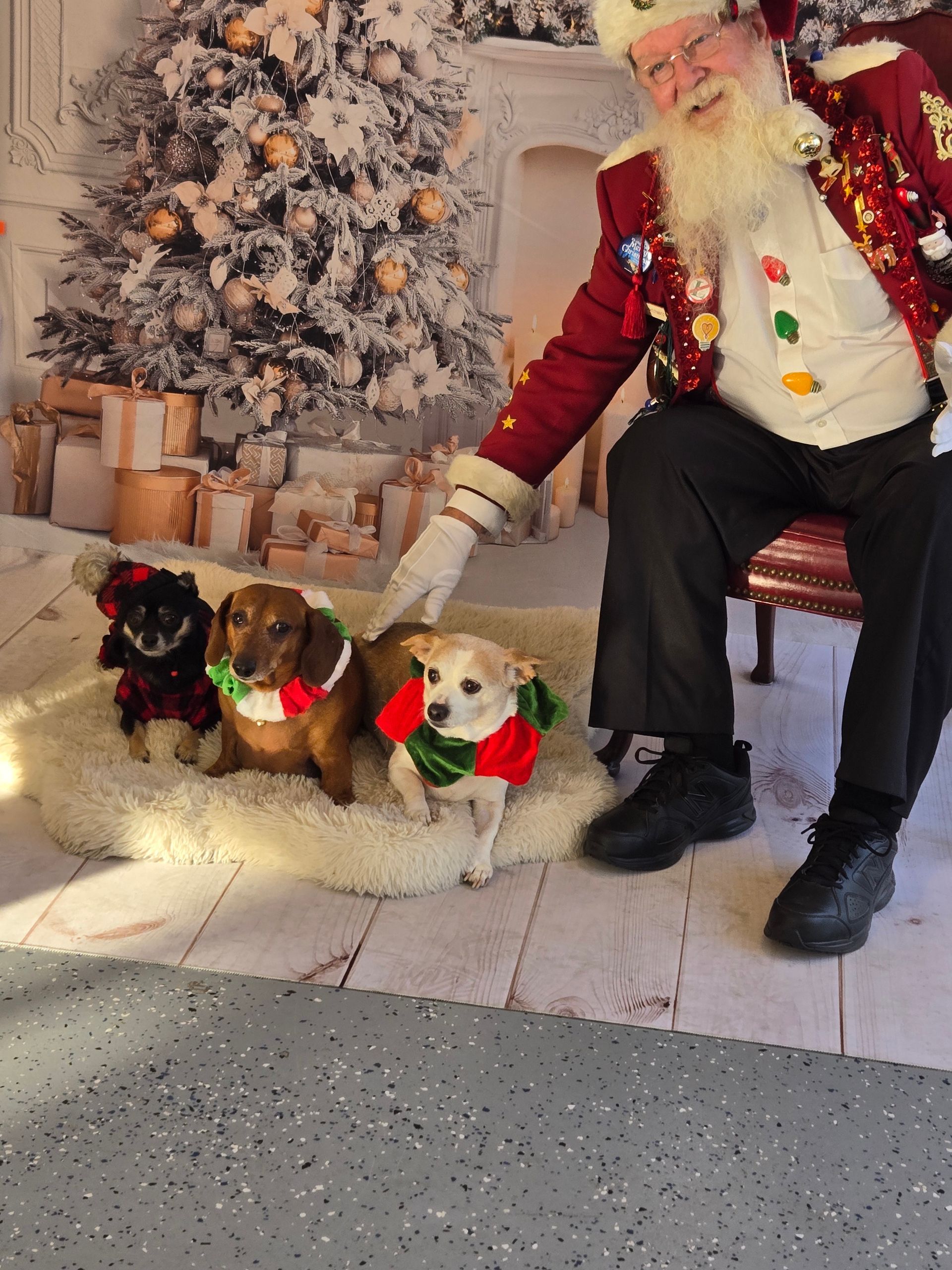 A man in a santa suit is sitting next to three dogs