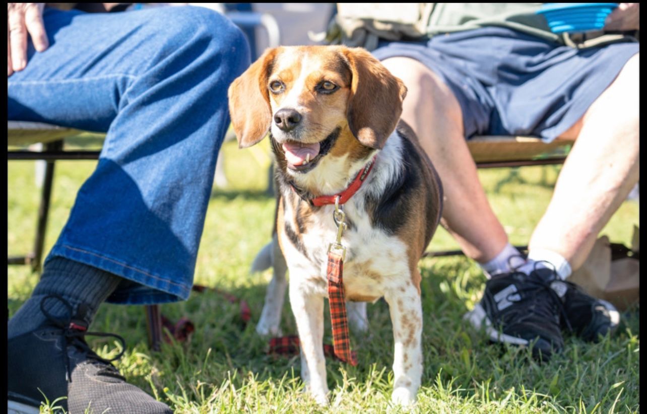 A beagle dog is sitting in the grass between two people 's legs.