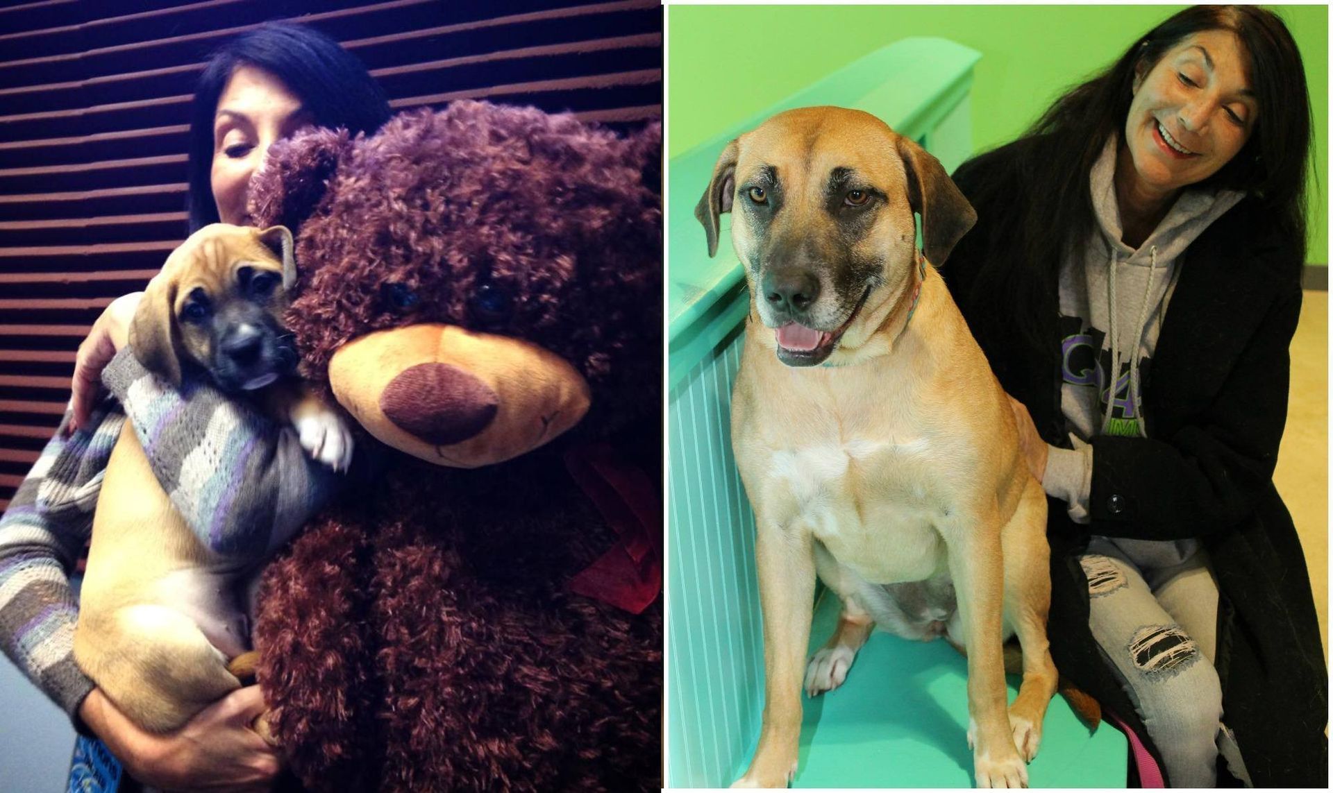 A woman holding a puppy next to a teddy bear and a dog