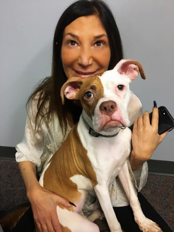 A woman is holding a brown and white dog while holding a cell phone