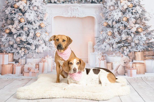 Two dogs are sitting next to each other in front of a christmas tree.