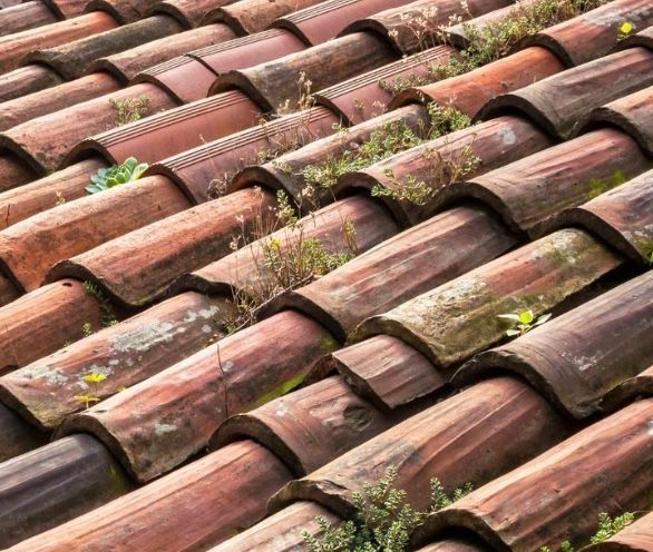 Red clay roof tiles with small plants growing between them.