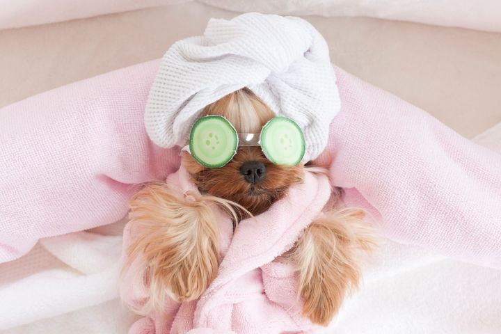 A small dog wearing a towel wrapped around its head and cucumber slices on its eyes - Midland, MI - Dapper Doggies