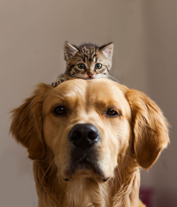 A kitten is sitting on top of a dog's head - Midland, MI - Dapper Doggies