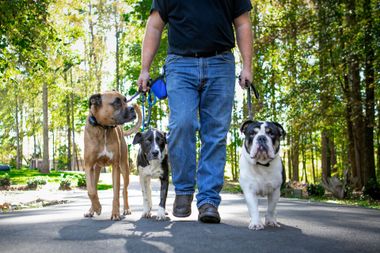 A man is walking three dogs on a leash down a road.