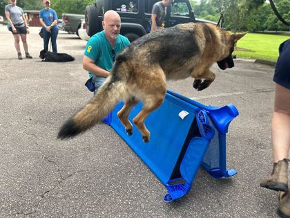 Obedience Training Charlotte NC
