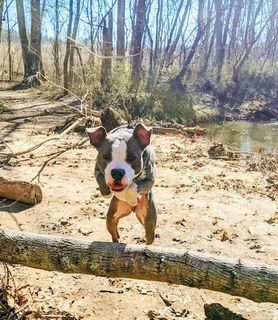 A small dog is standing on a log in the woods.