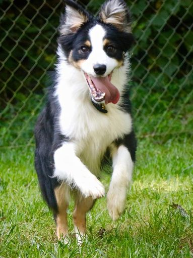 A black and white dog is running in the grass