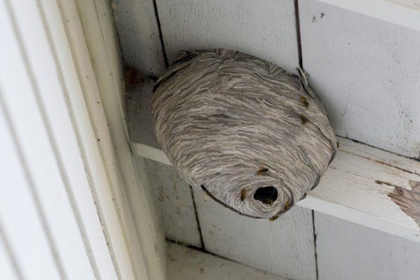 Insects — Wasp Colony in Worthington, OH