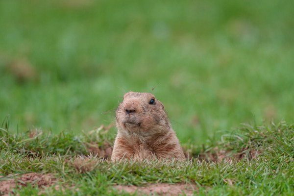 Moles — Moles Under Ground in Worthington, OH
