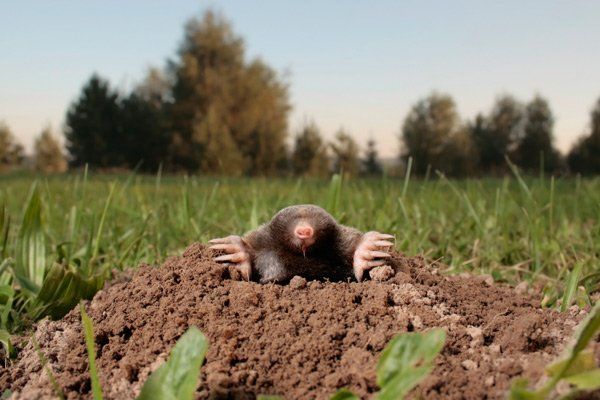 Rodents — Ground Hogs in Worthington, OH