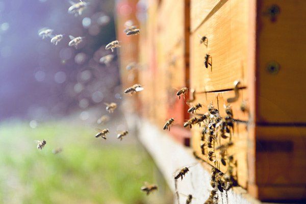 Bees — Bees Flying in Worthington, OH