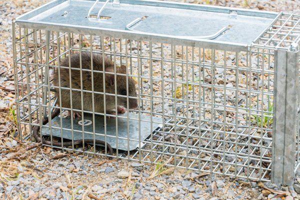 Fumigation — Rats Inside the Trap in Worthington, OH