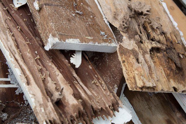 Termite Inspections — Wood Infected by Termites in Worthington, OH