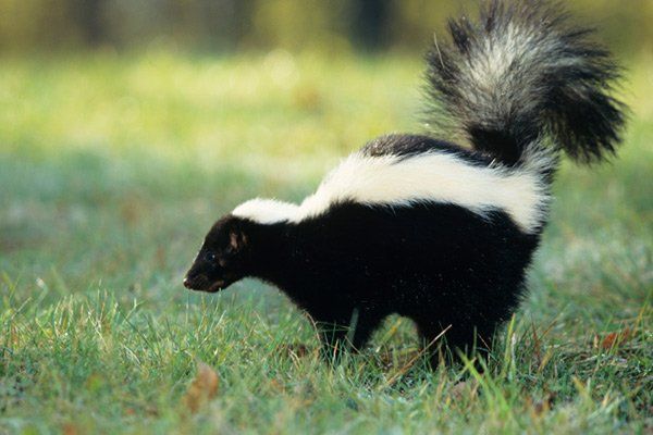 Exterminator — Skunk in Worthington, OH