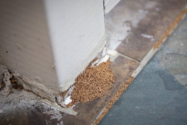 Pest Removal — Termites Colony in Worthington, OH