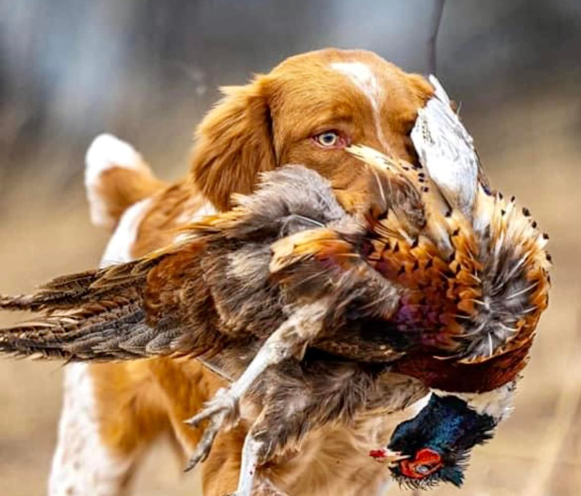 Dog with orange and white fur carries a pheasant in its mouth outdoors.