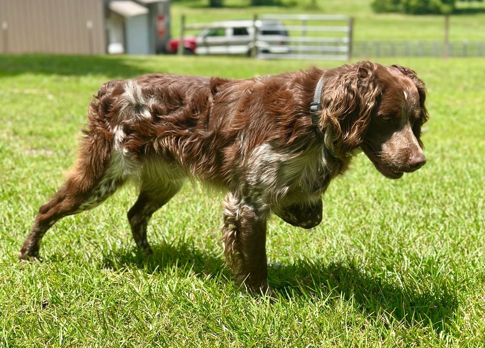 Brown and white dog in a grassy field, with short tail, wearing a collar, and facing right.