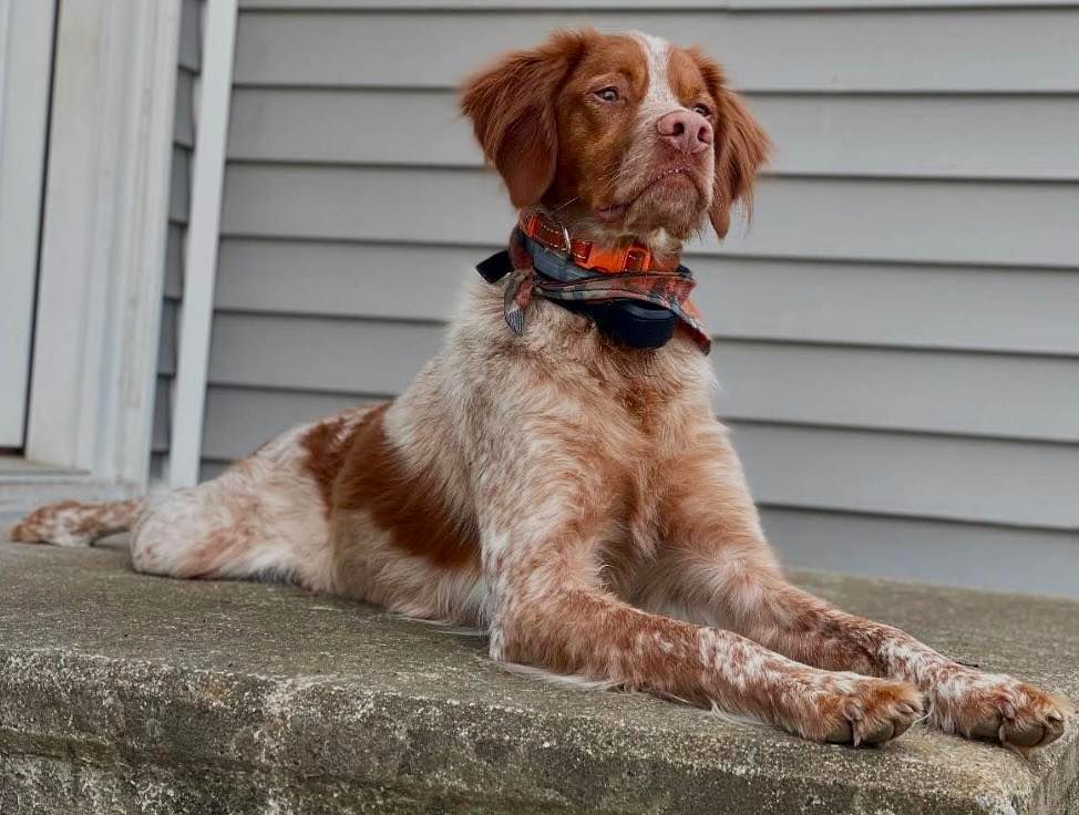 Brown and white Brittany Spaniel dog lying on a concrete step, looking up.