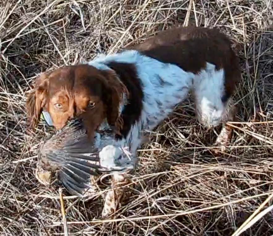 Dog, brown and white, holding a bird in its mouth, in a field of dry grass.