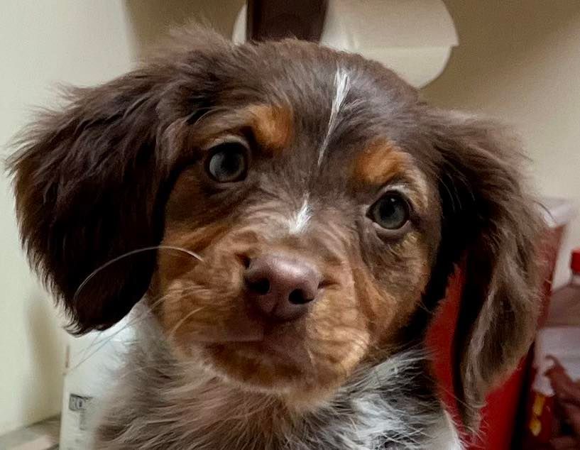 Brown and white puppy with floppy ears and a sweet expression, looking towards the viewer.