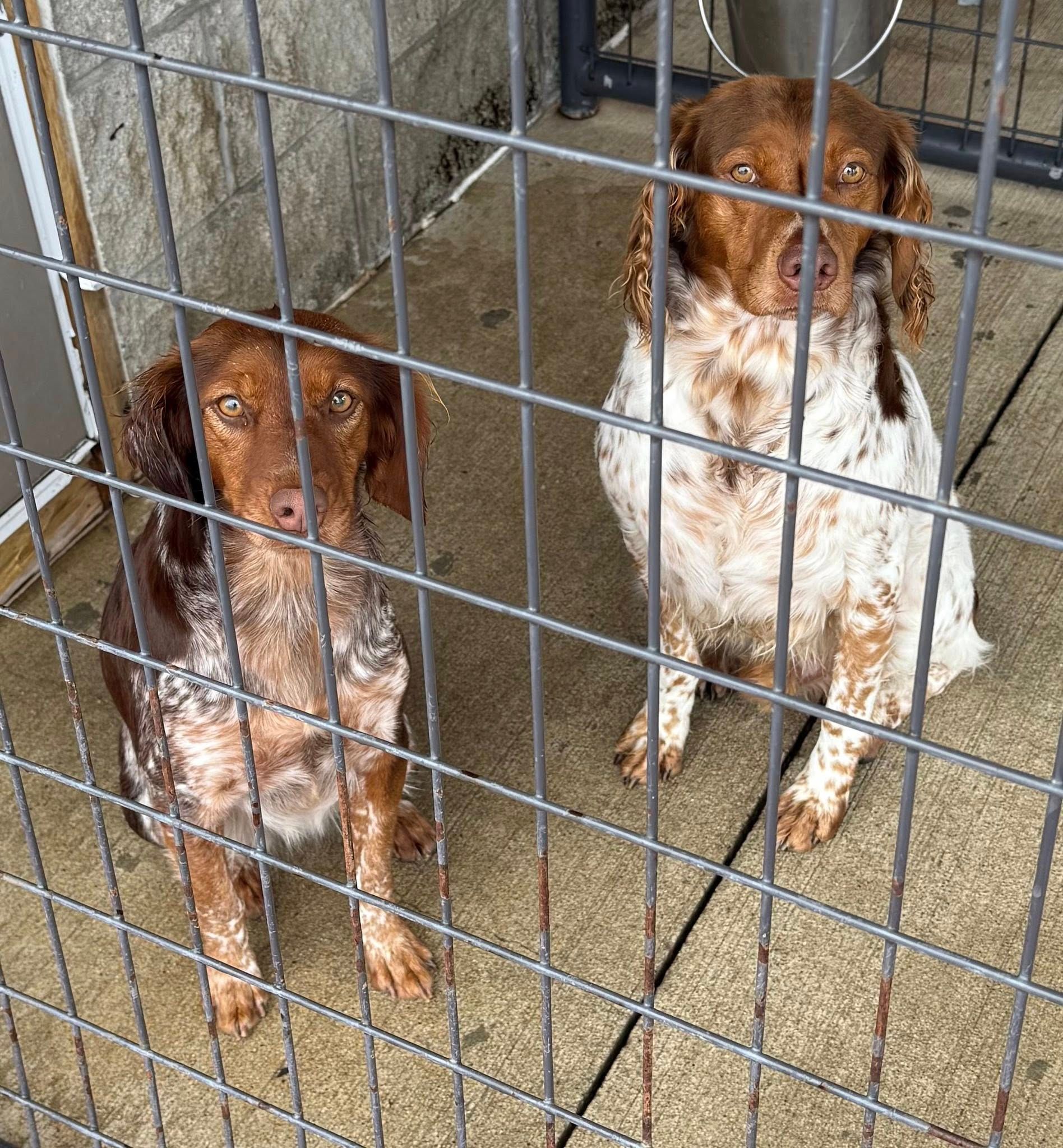 Two brown and white dogs sit behind a wire fence, looking at the viewer.