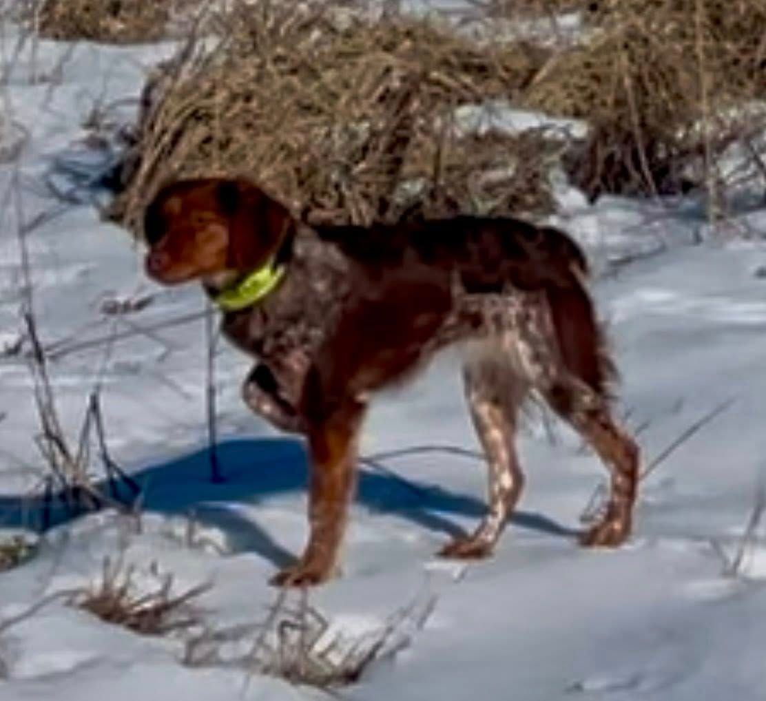 Brown and white Brittany Spaniel in snow, wearing a yellow collar.