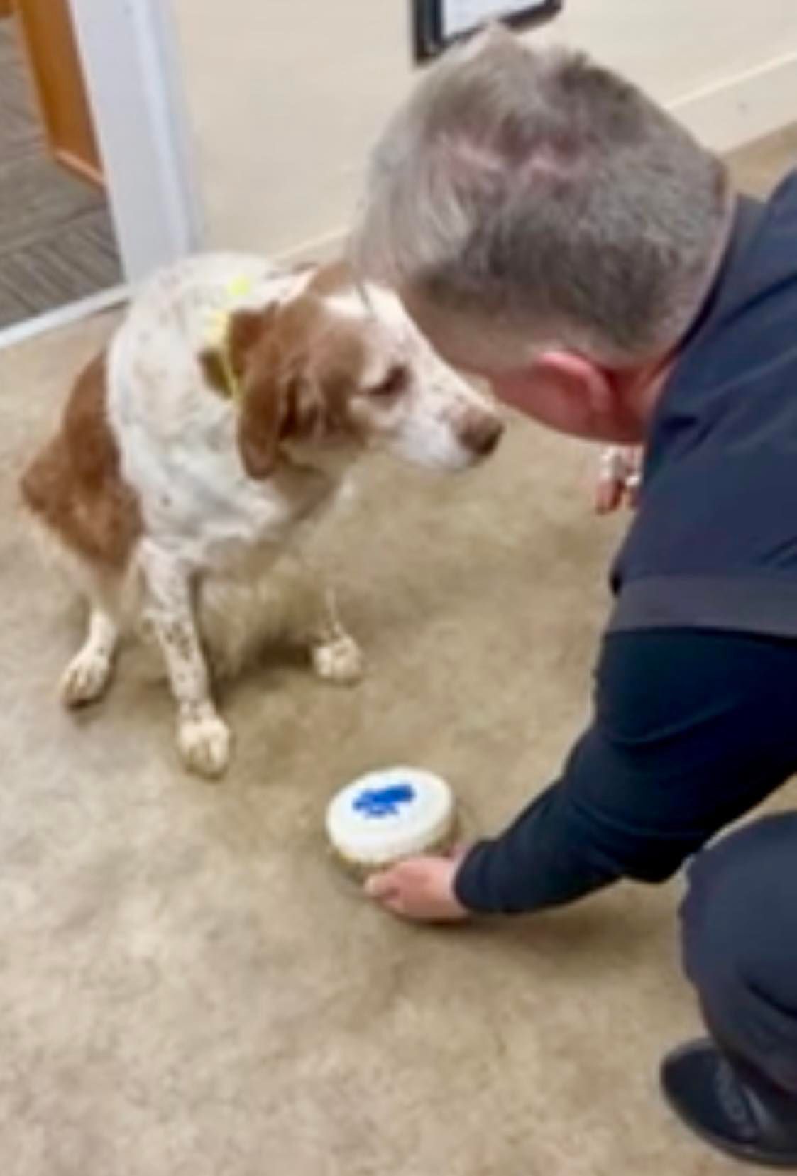 Dog looking at a round object held by a person. The dog is brown and white. They are inside a building.