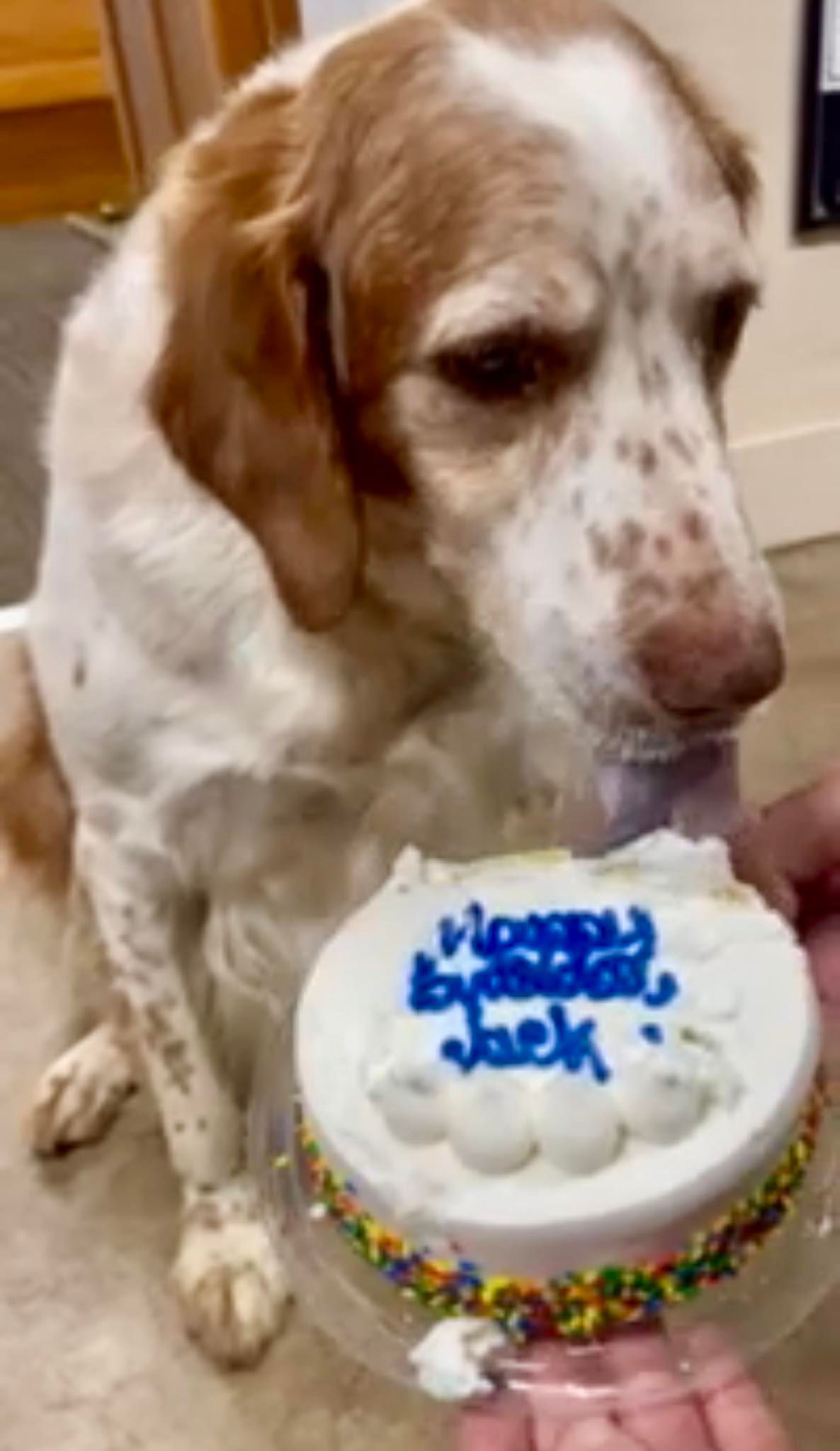 Dog with white and brown markings, licking a small birthday cake that says