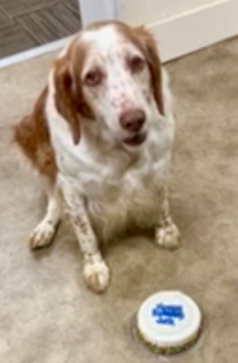 Dog with white and brown fur sits near a circular item on a light-colored floor.